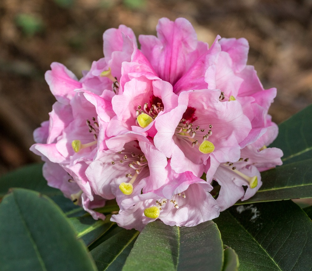 Rhododendron Calophytum 1